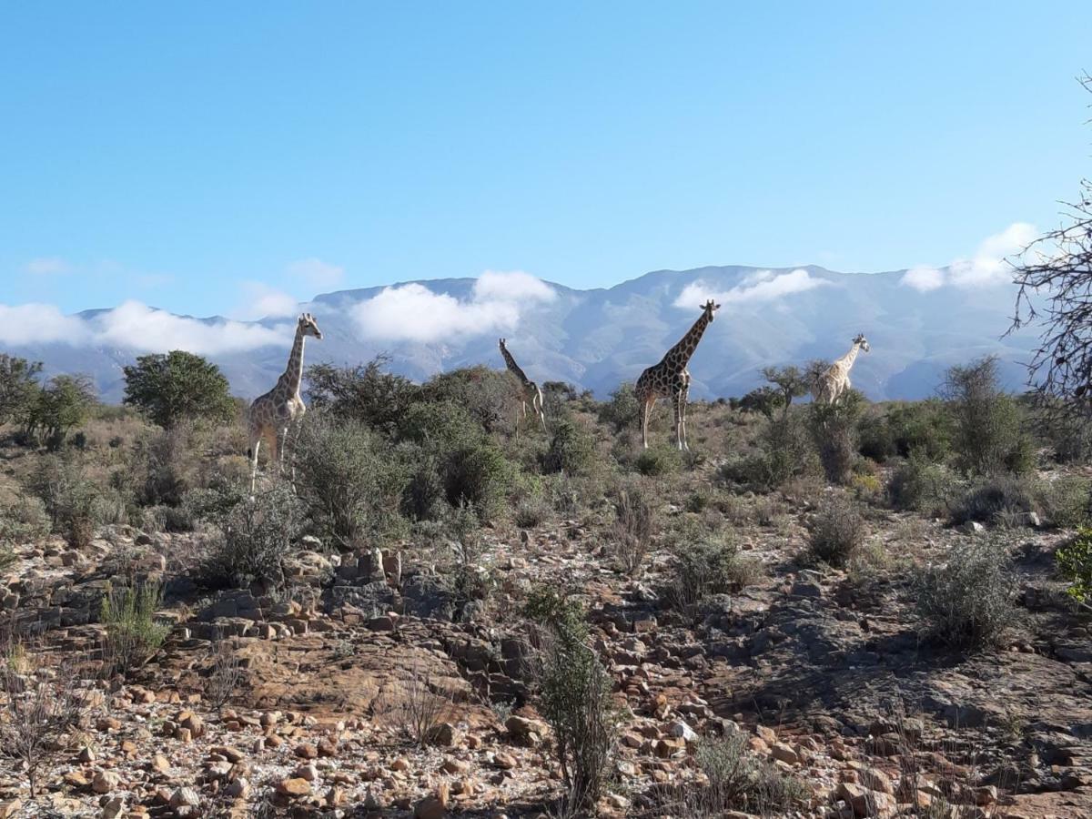 ליידיסמית Wolverfontein Karoo Cottages מראה חיצוני תמונה